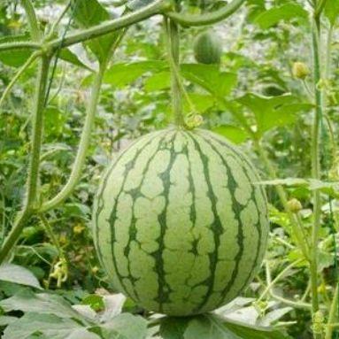 湖州吃瓜最新事件爆料,揭秘最新事件幕后真相 第2张 湖州吃瓜最新事件爆料,揭秘最新事件幕后真相 第2张